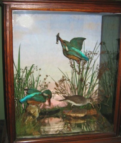 Collection of Forty Eight Exotic Victorian Taxidermy Birds - Collection of  Forty Eight