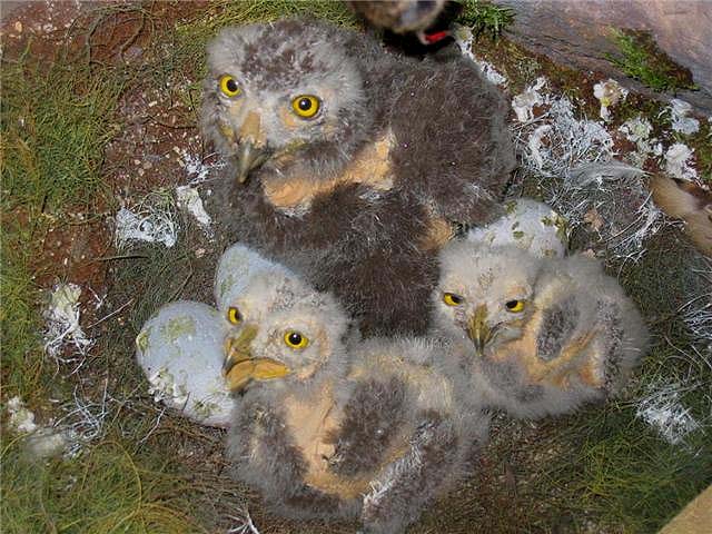 snowy owls nest
