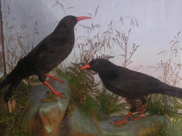 Victorian Bird Cage with Taxidermy Song Thrush by Anon Unknown