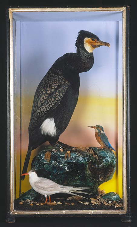 cormorant.jpg