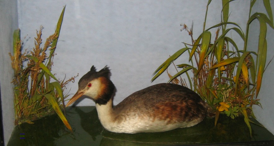 fegrebe.jpg