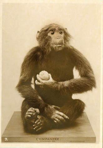 postcardchimp.jpg