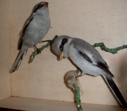 shrikes.jpg