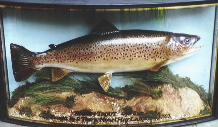 1930s Taxidermy Preserved Trout, Stuffed Fish, Fishing, Cased Fish