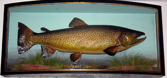1930s Taxidermy Preserved Trout, Stuffed Fish, Fishing, Cased Fish at  1stDibs